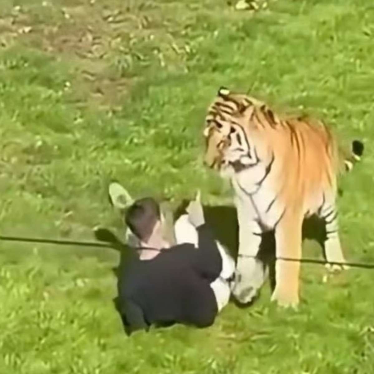 Homem que morreu após pular em recinto de tigre na Inglaterra postou vídeo dentro do local