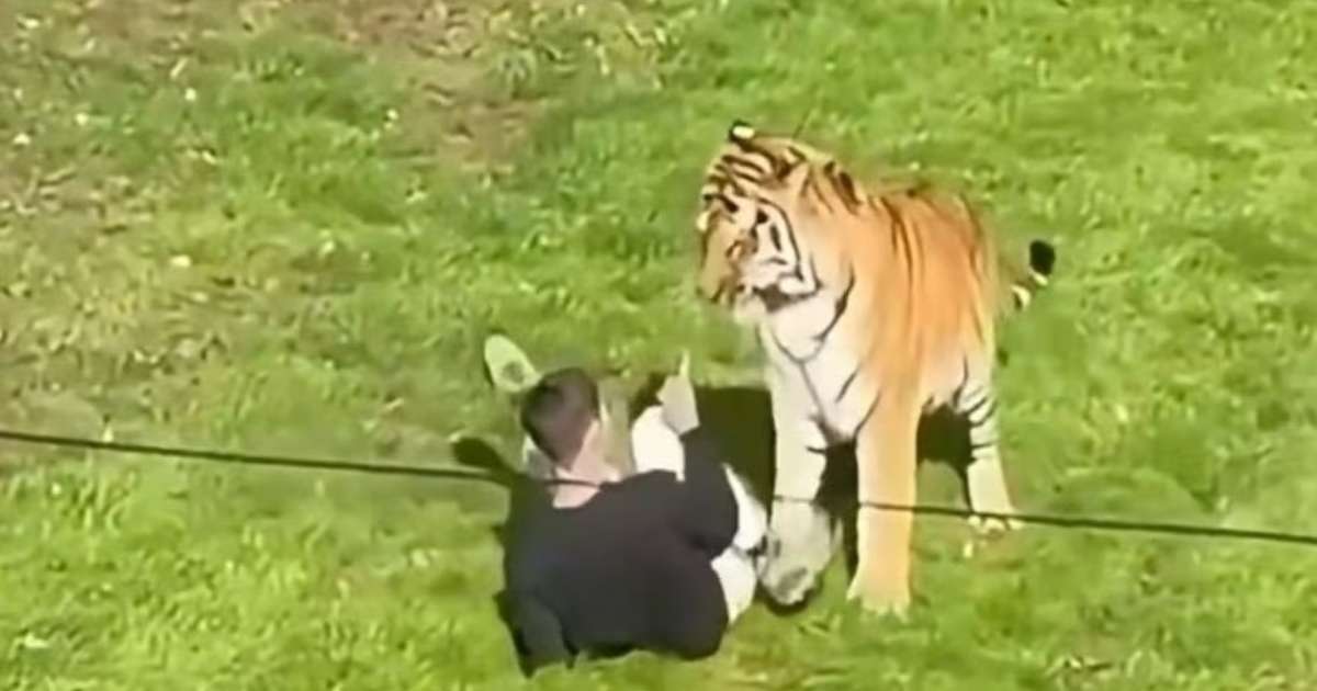 Homem que morreu após pular em recinto de tigre na Inglaterra postou vídeo dentro do local