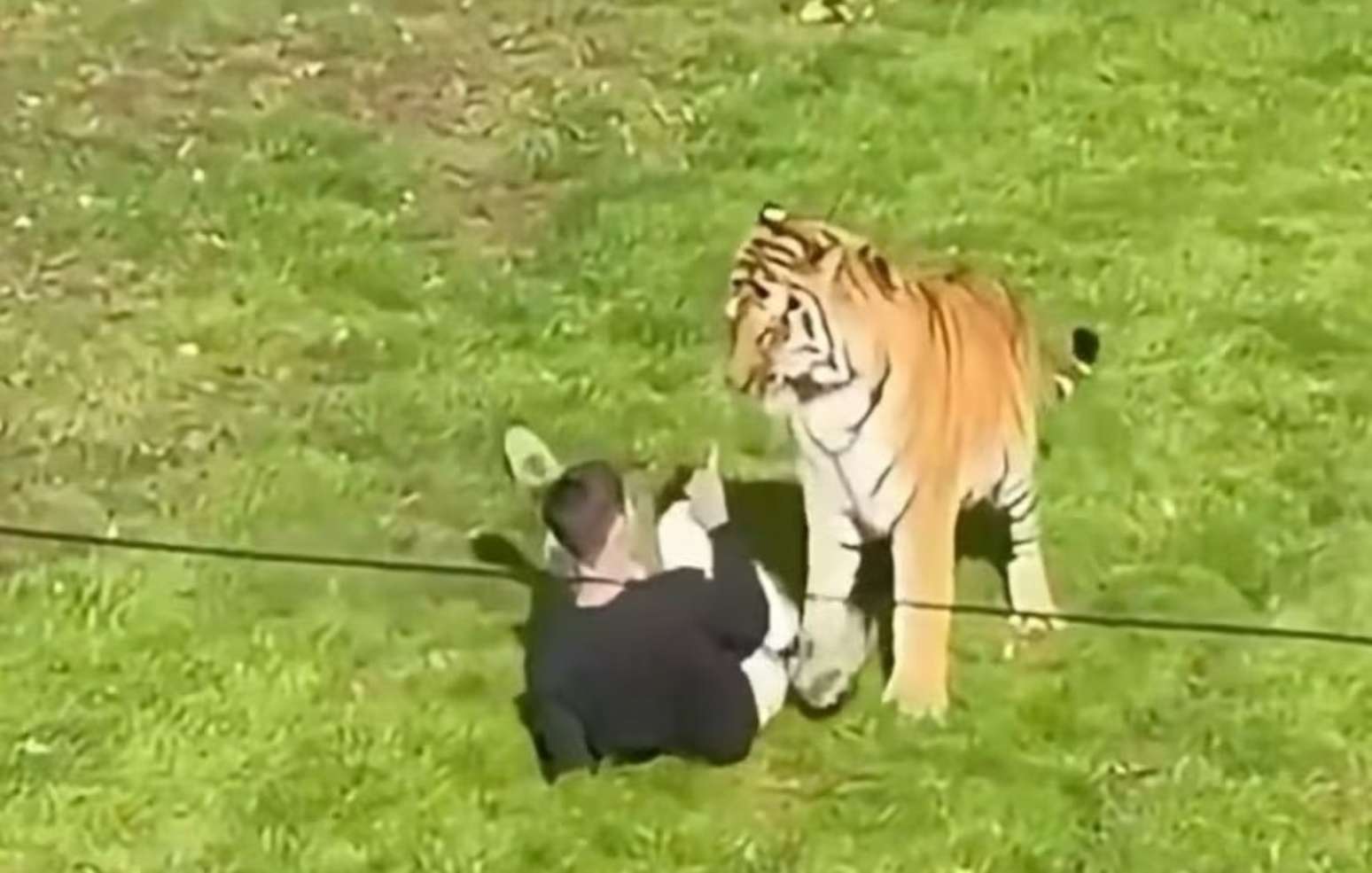 Visitantes filmaram o momento em que o tigre começa a morder o rapaz