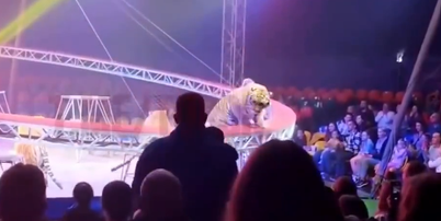 Tigre avança em plateia em circo na Rússia Foto: Reprodução/X