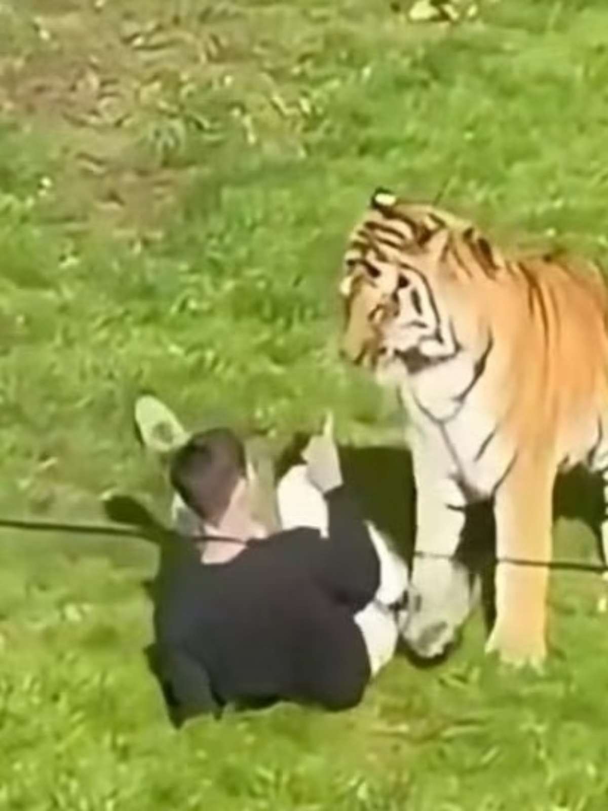 Homem que morreu após pular em recinto de tigre na Inglaterra postou vídeo dentro do local