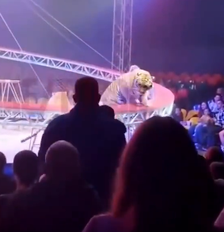 Tigre avança em plateia em circo na Rússia Foto: Reprodução/X