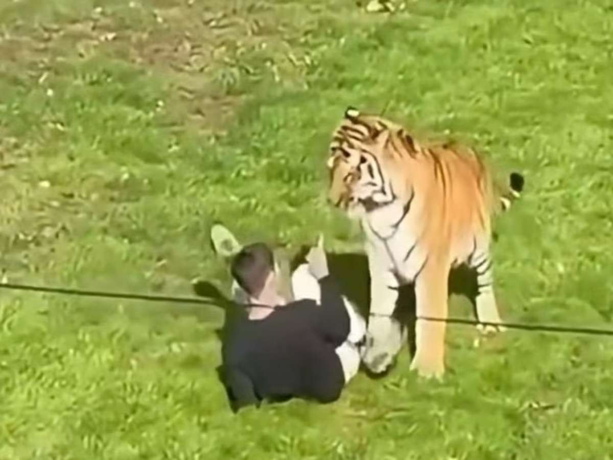 Homem que morreu após pular em recinto de tigre na Inglaterra postou vídeo dentro do local
